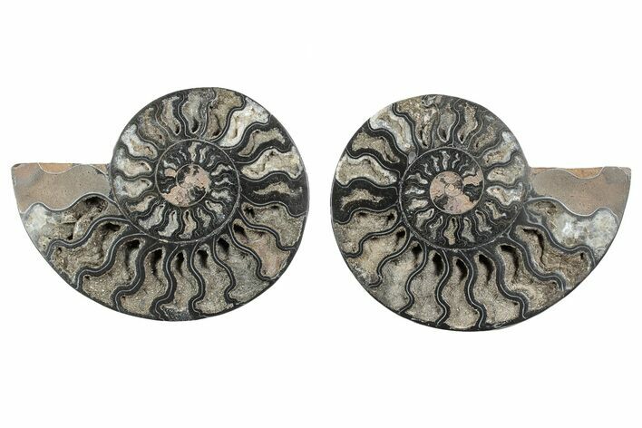 Cut & Polished Ammonite Fossil - Unusual Black Color #241531
